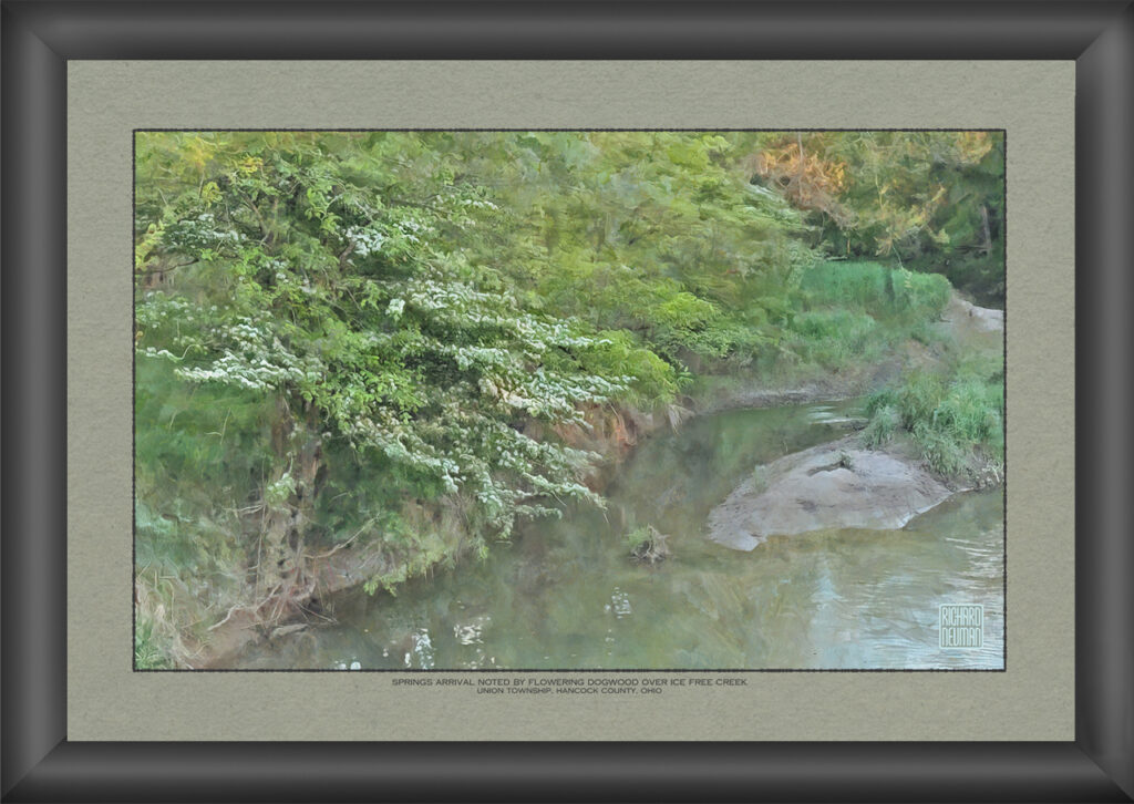 Watercolor painting of flowering dogwood spreading over an ice-free creek in rural Hancock County Ohio during early spring.