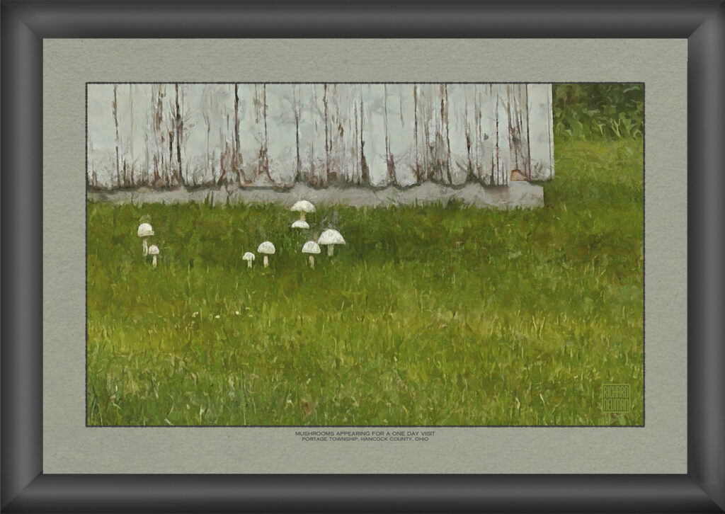 Impressionistic watercolor of small white mushrooms appearing in green summer grass beside a weathered wire fence in rural Hancock County, Ohio.