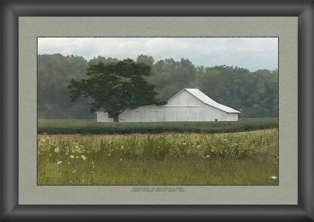 White rural barn sheltered by a large tree beyond a summer field of wildflowers, with woodland in the background